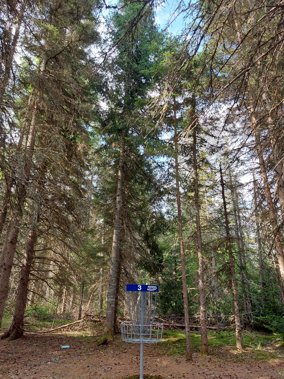 Putting on hole 3. 🍁🌲🍁🌲🍁🌲