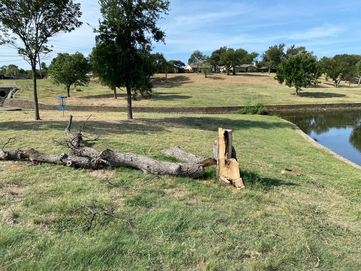 Warning! There’s a bee hive in the hollow base of this tree stump.