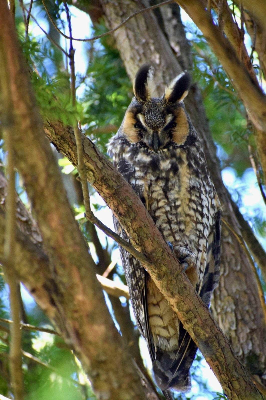 Long Eared Owl.  Photo credit Tom Gockel.