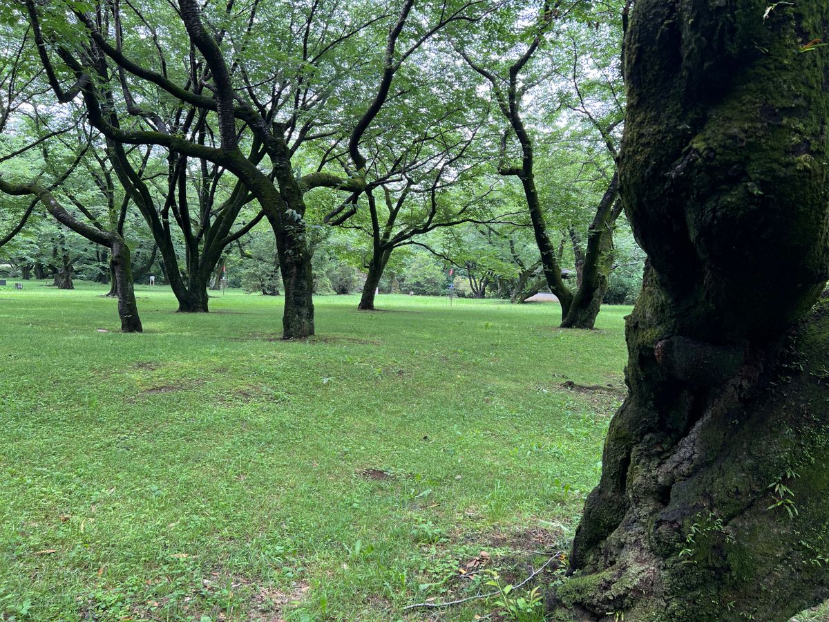 Approach (from right) on hole 7.