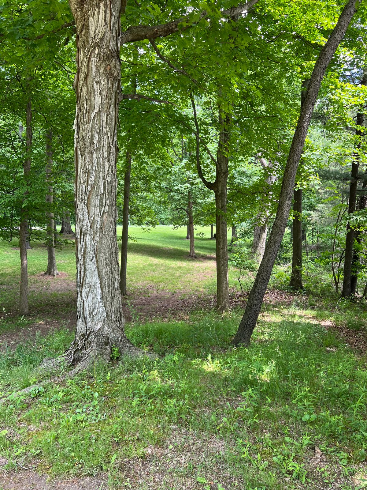 Hole 4 Blue Tee
