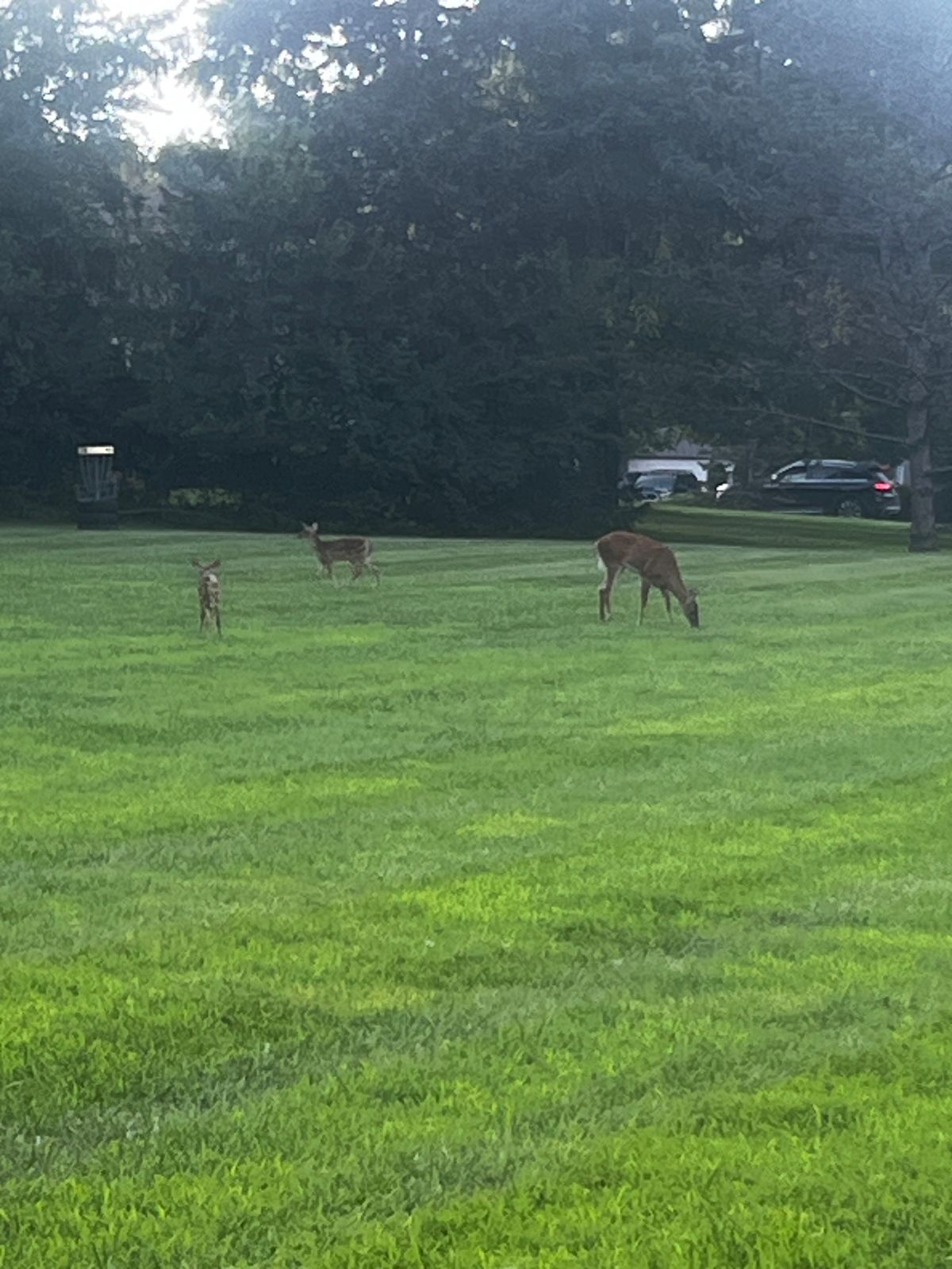 You might catch some of our wildlife having a snack from time to time