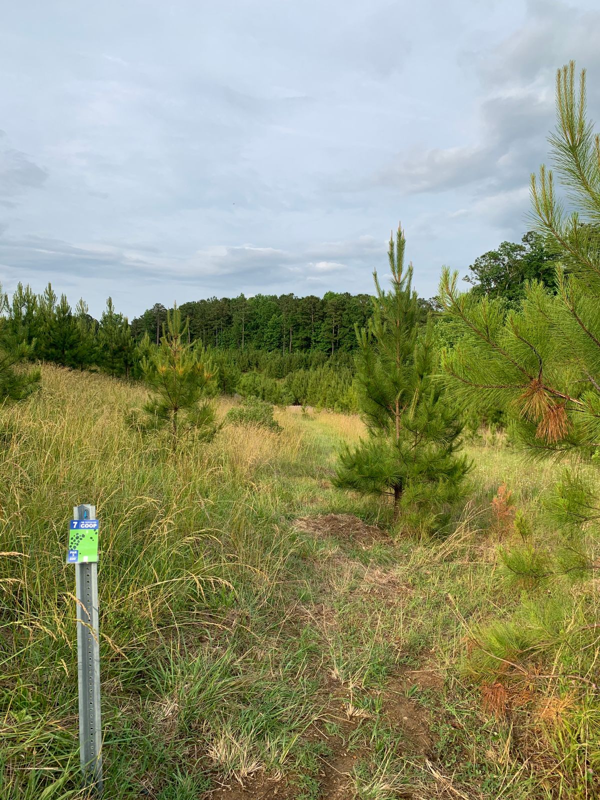 Hole 7