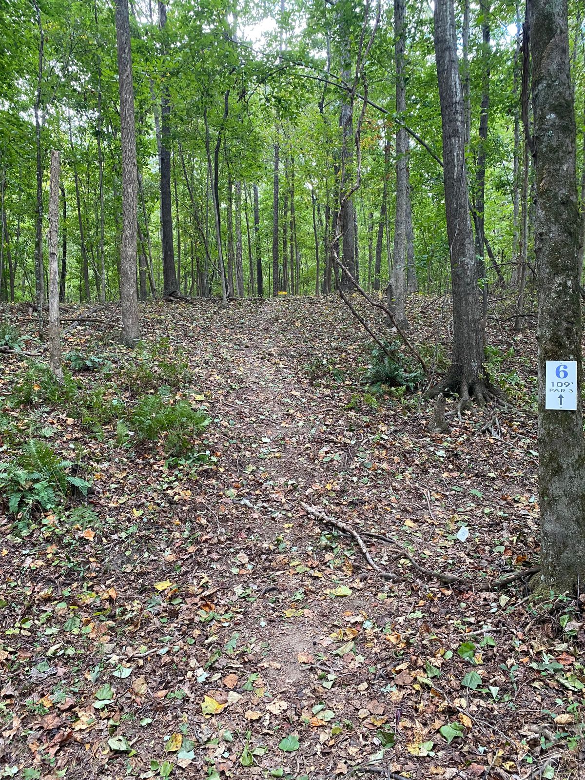 Hole 6 Tee