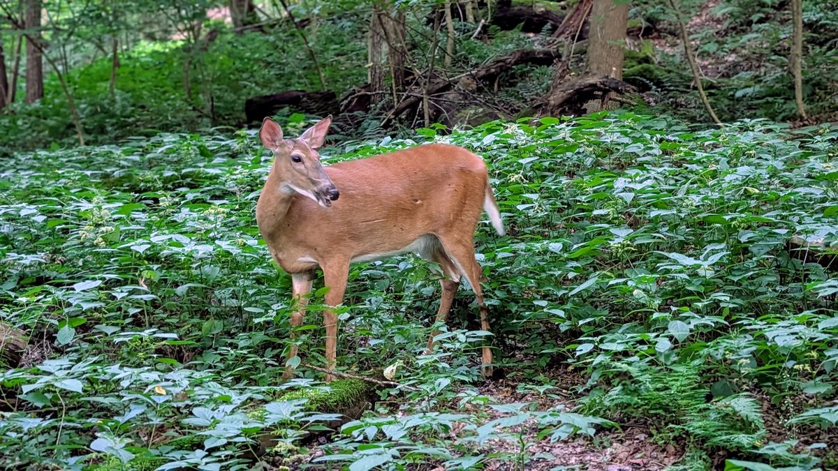 Deer on 17.
