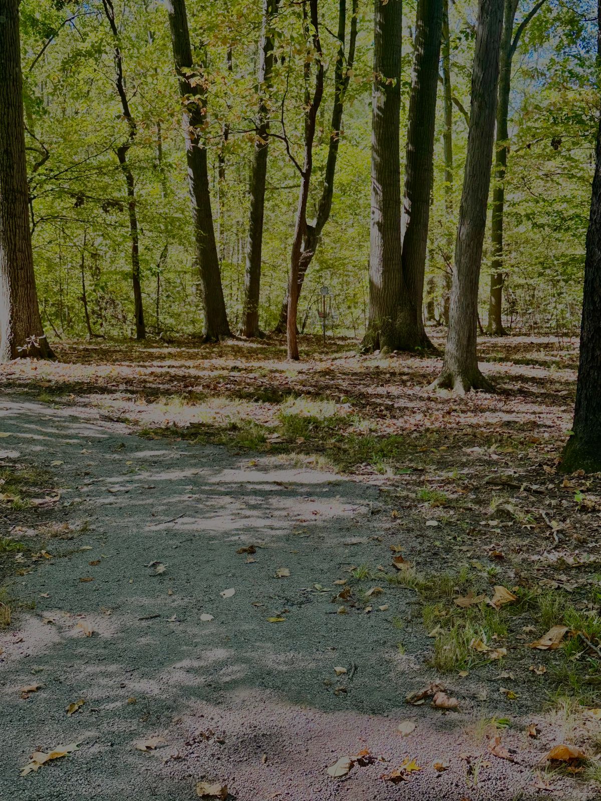 Basket Hole 18
