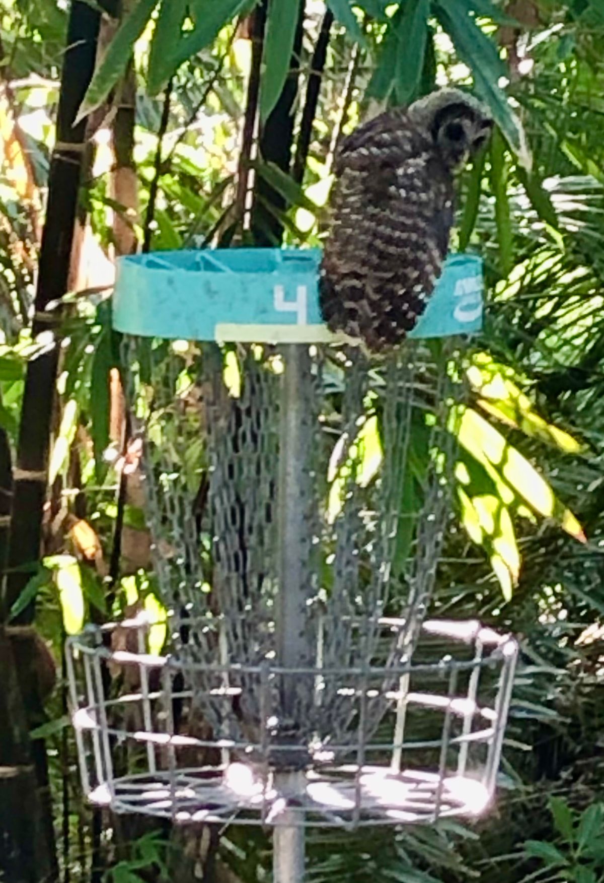 One way to get a birdie