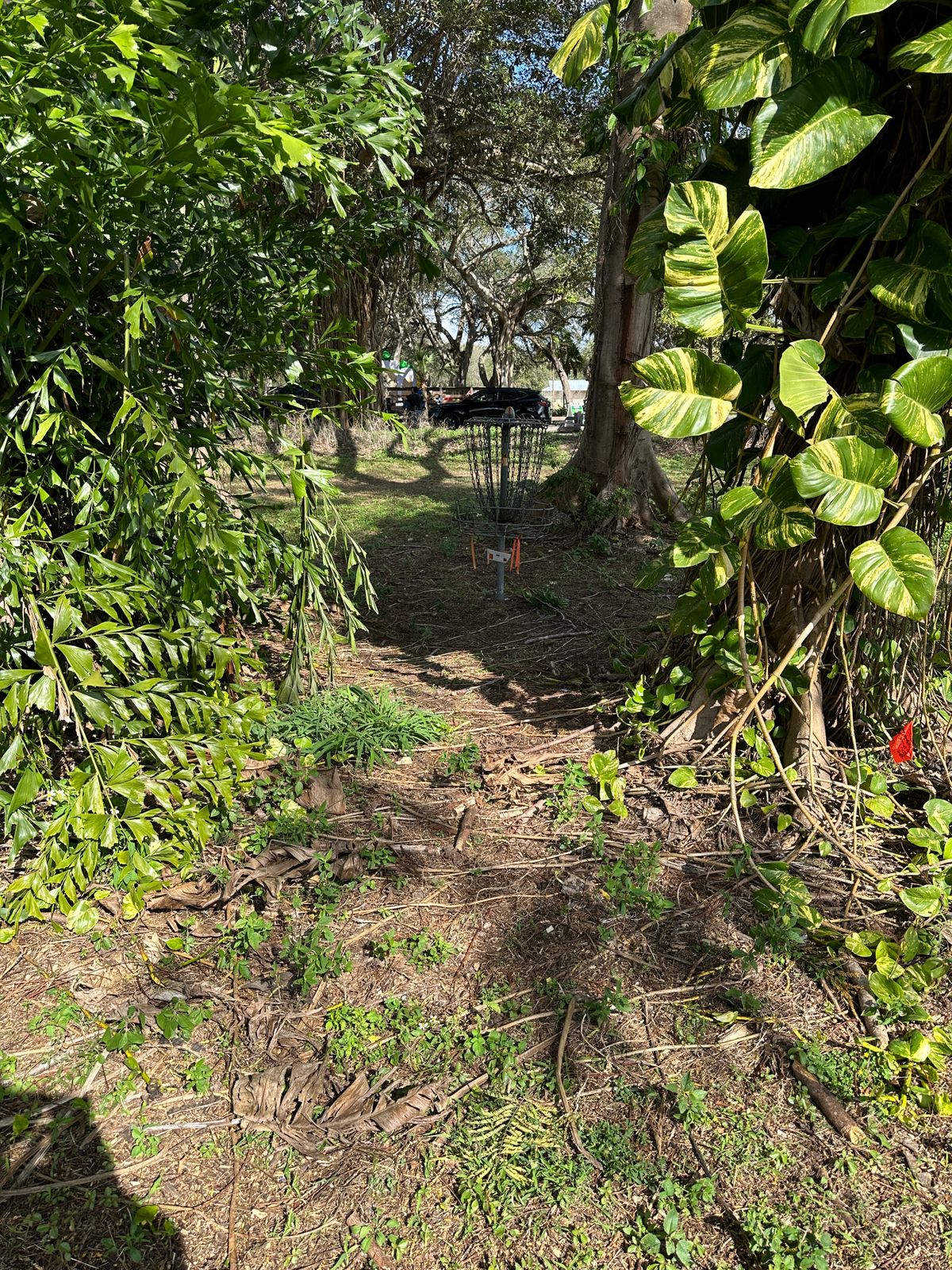 Nice hole tucked in the bushes