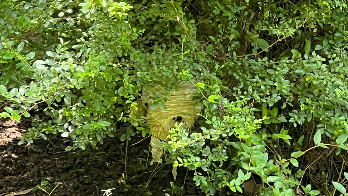 Hole 3, Hornets nest