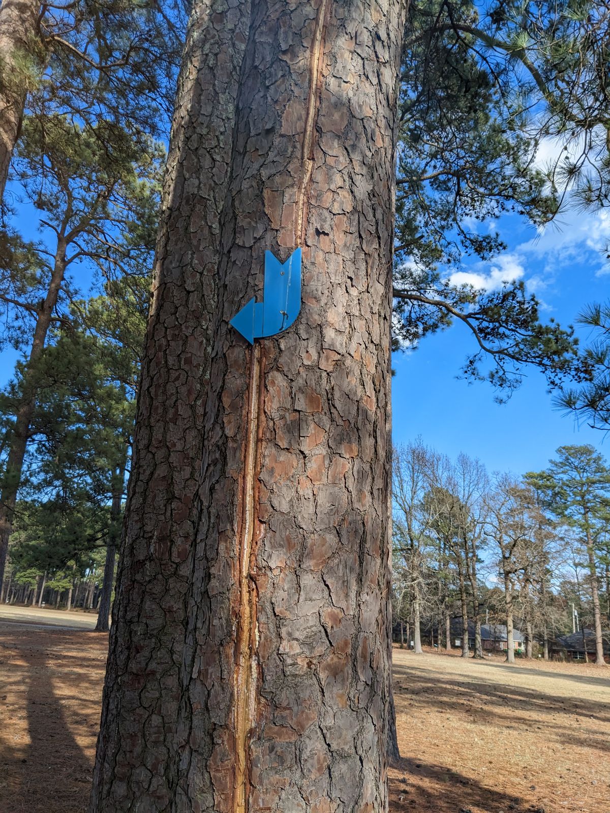 check out this lightning struck tree. the bolt passed right through the metal arrow