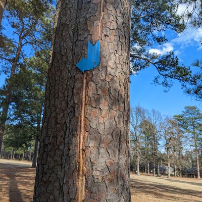 check out this lightning struck tree. the bolt passed right through the metal arrow