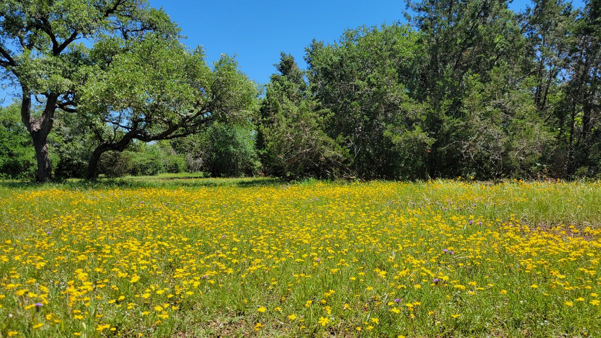 Flowers are in bloom today