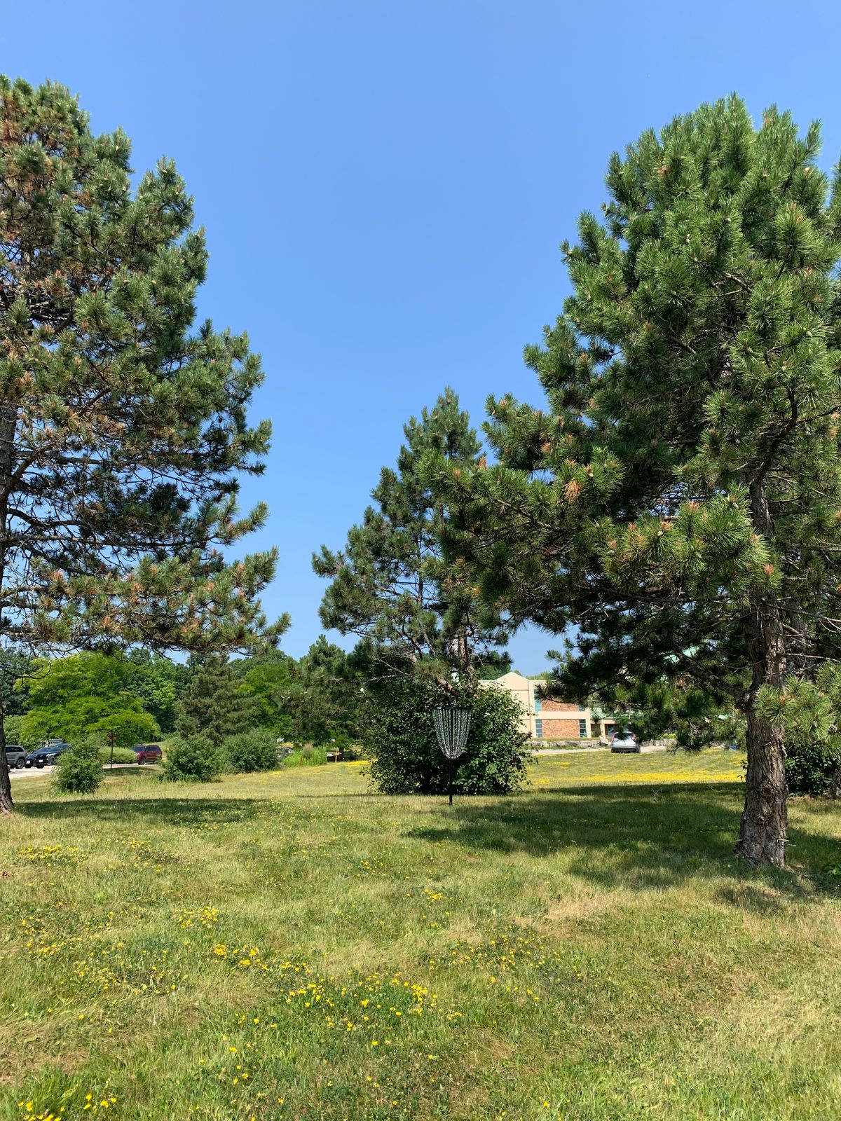 Hole 5 basket tucked between a trio of trees.