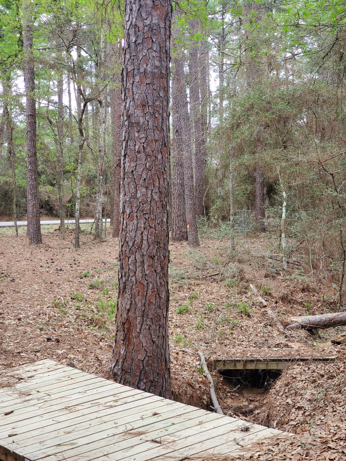 Hole 20 approach