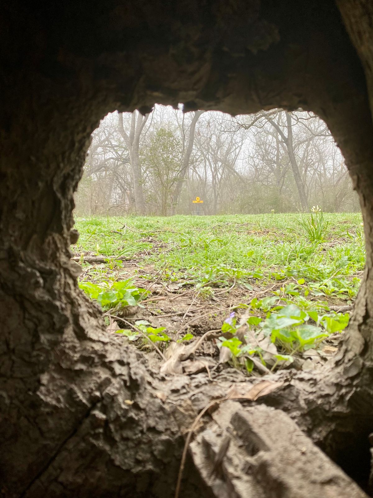 Ever wonder what the trees see?