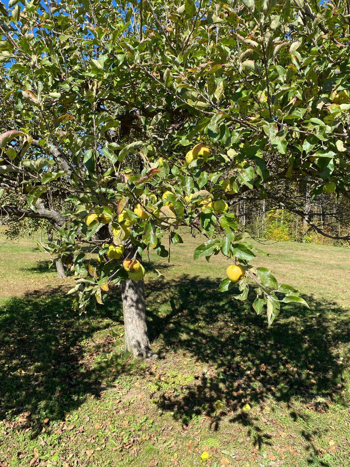 Apple tree on fairway at 18