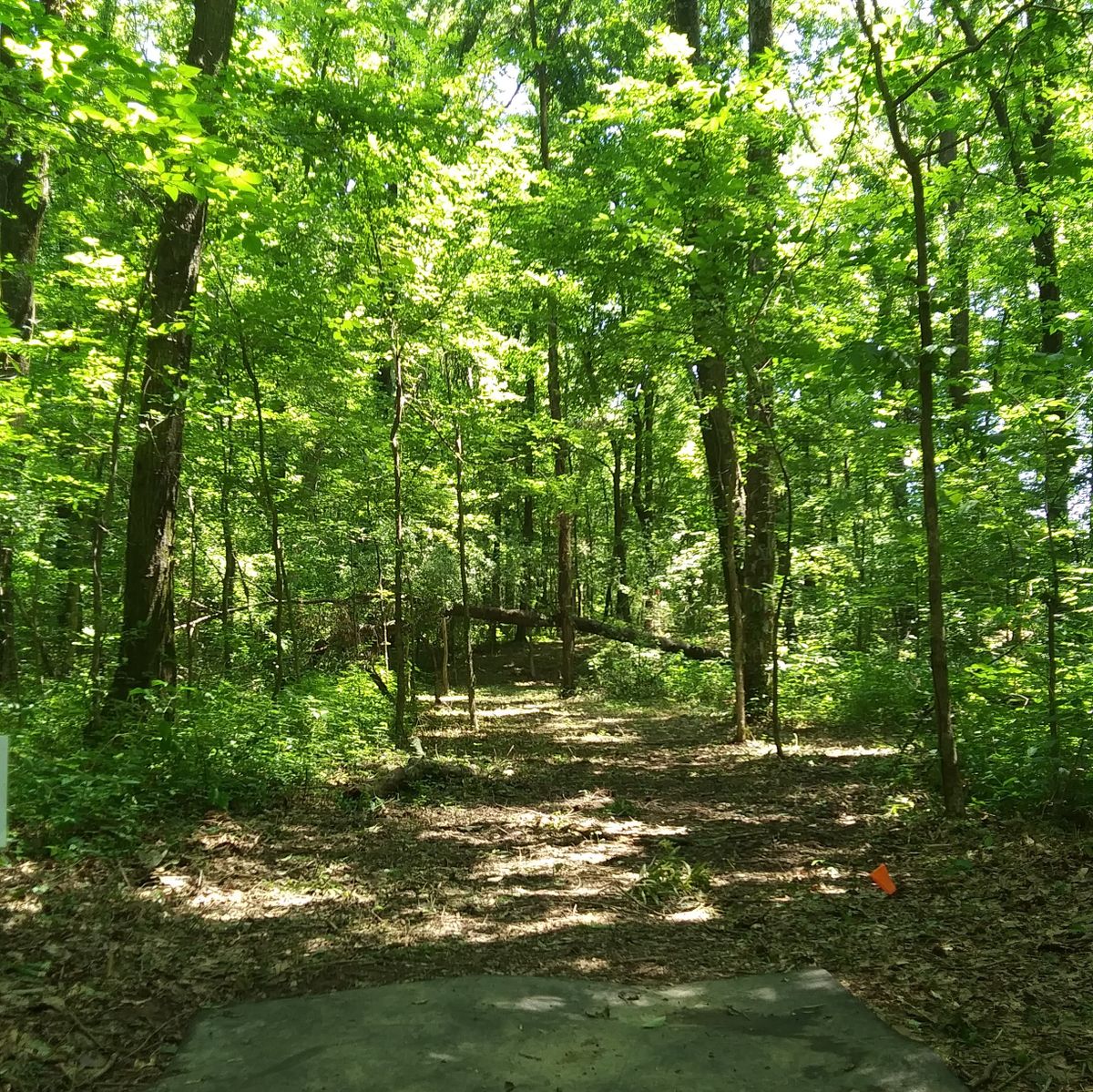 Hole 13's Tee pad. The fallen tree across the fairway partially blocks an air shot, so one is tempted to throw a roller under the tree.