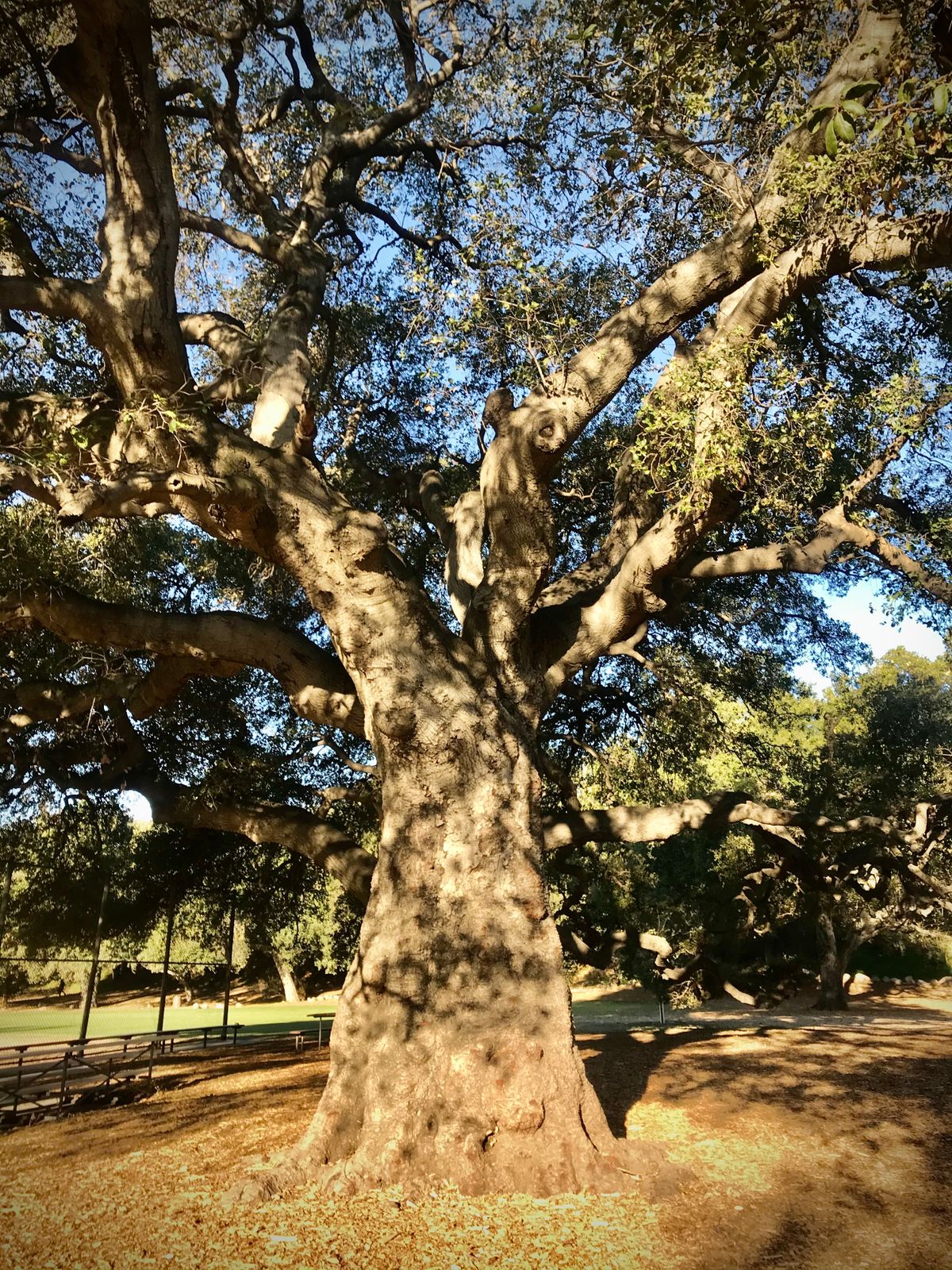 Plenty of trees with low hanging branches to navigate through