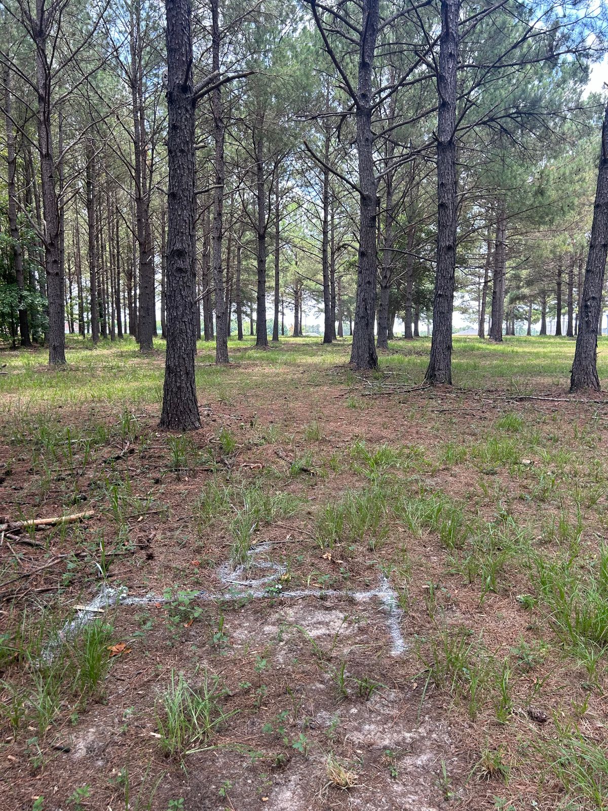 Hole 6 tee pad