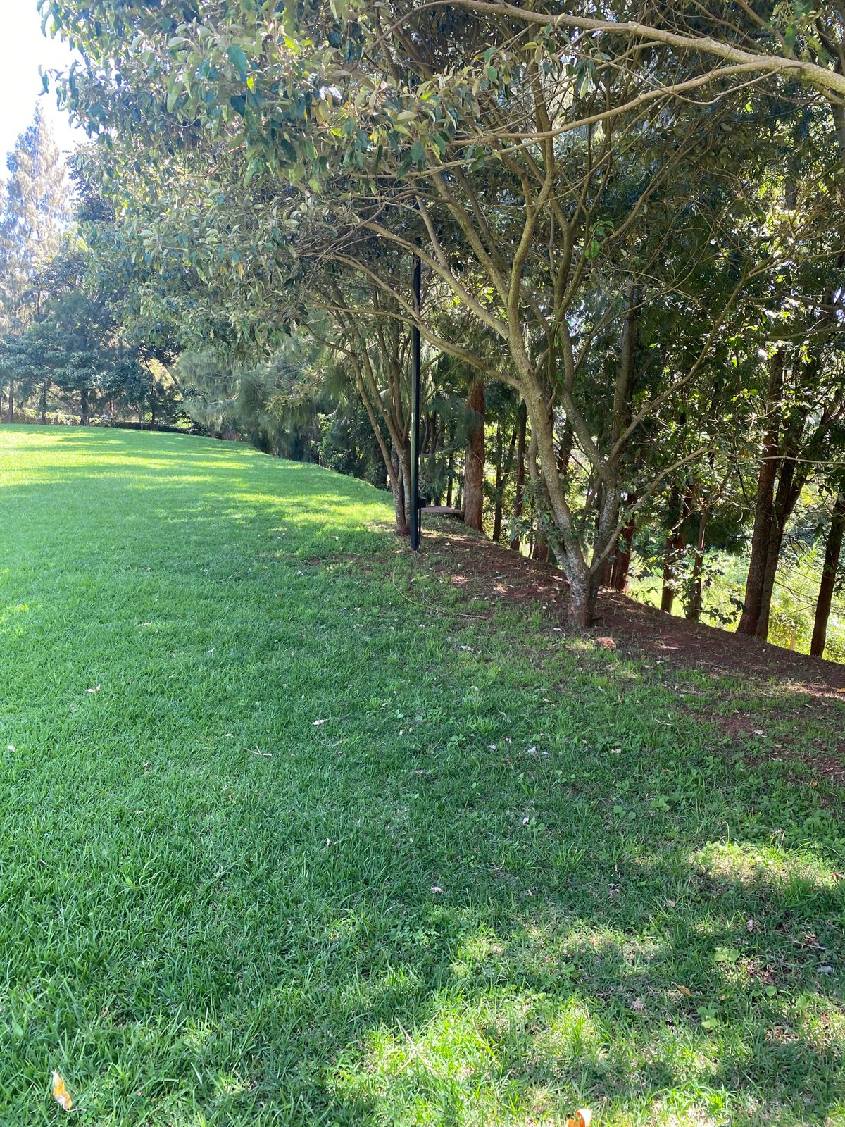 Target of hole 16 (black light post)