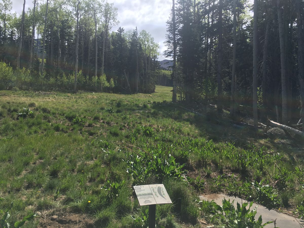 Hole 1 tee