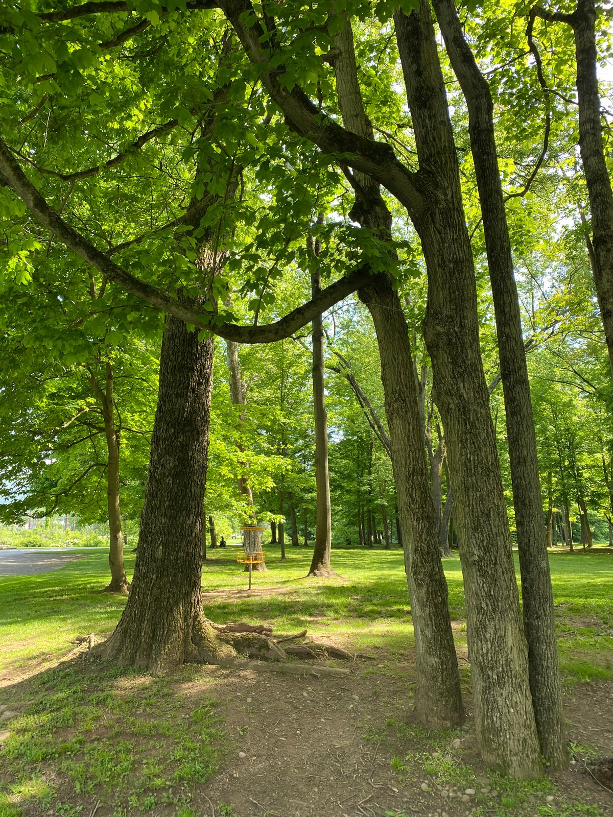 Hole 7 basket