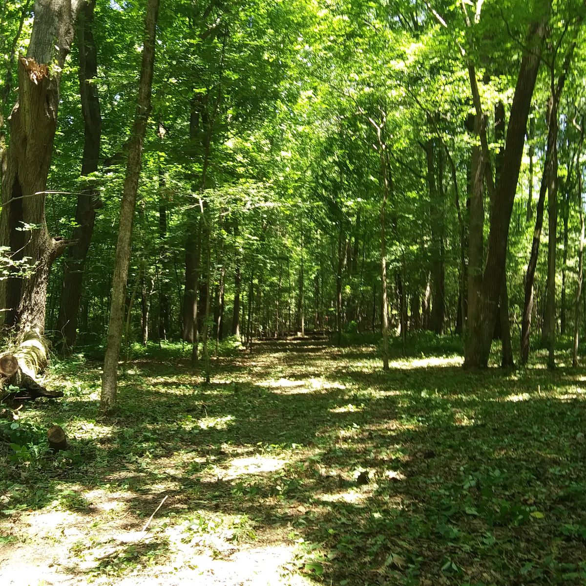 The view from hole 11s left-hand bend landing zone which is about 50 ft Into the woods.