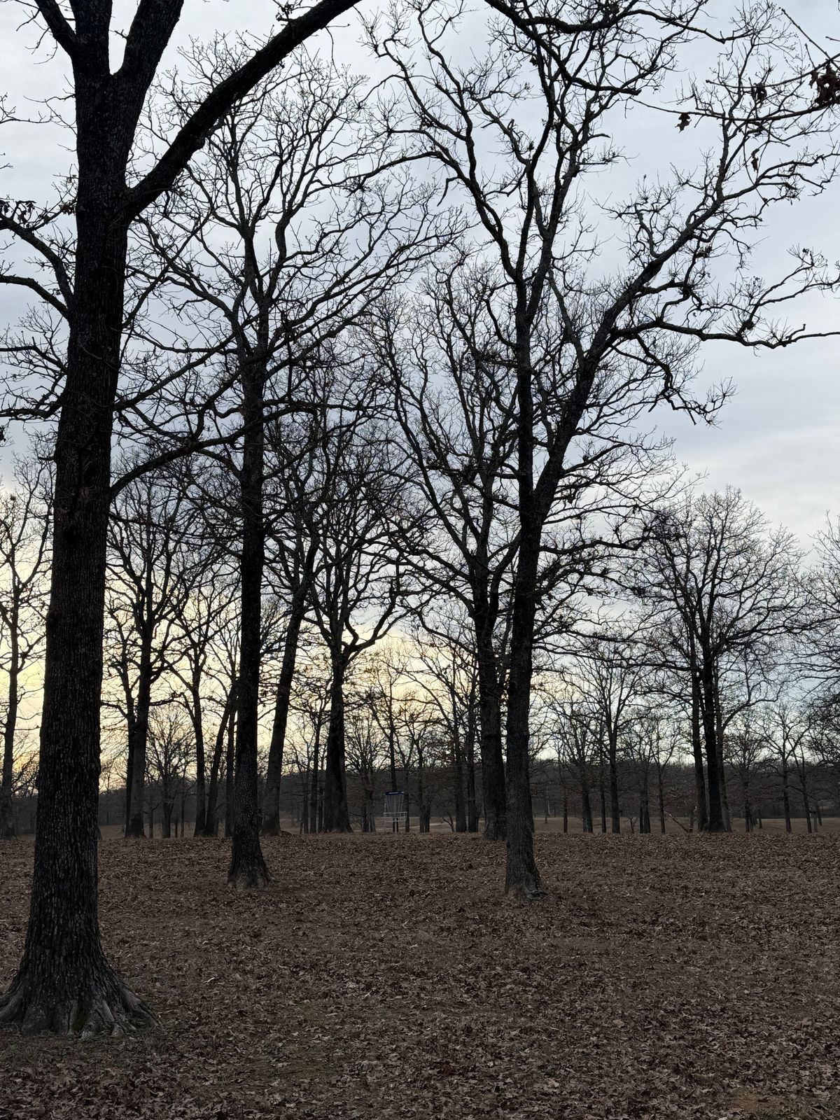Hole 14 (Shorts) basket