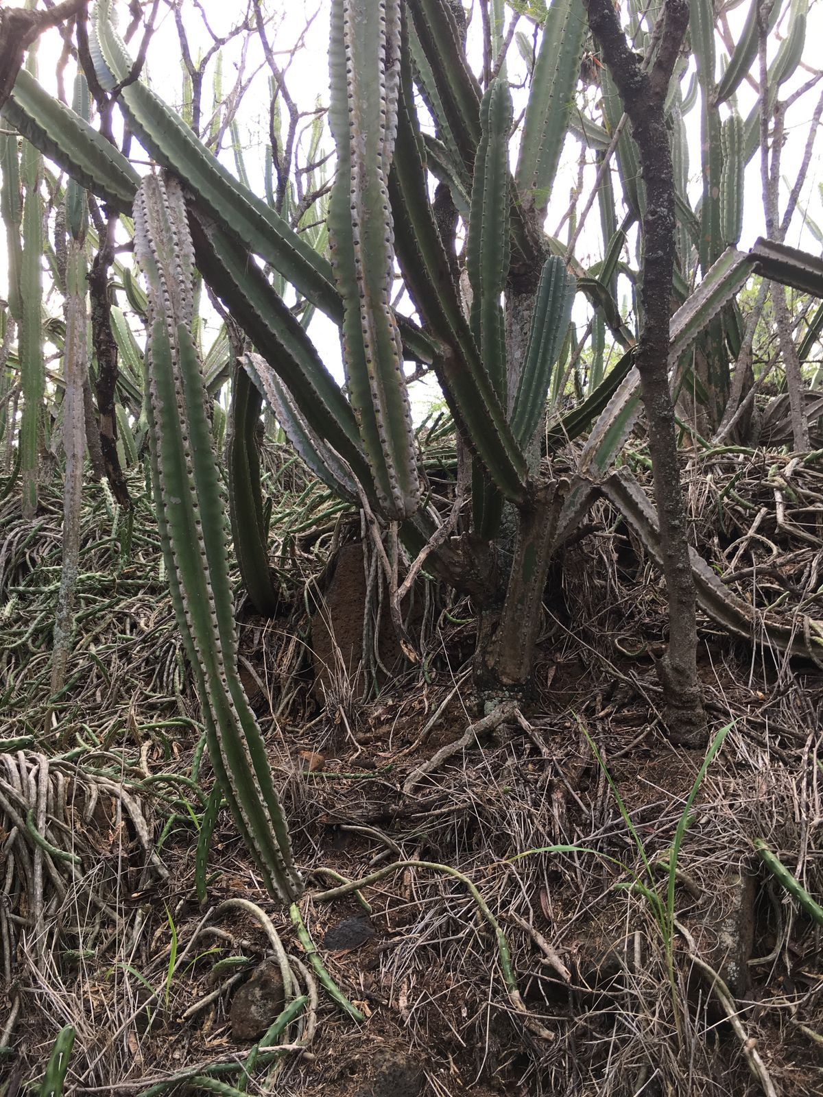 Watch out for the pānini. it's very sharp. Where stuck, you may feel stiff & achey for 24hrs