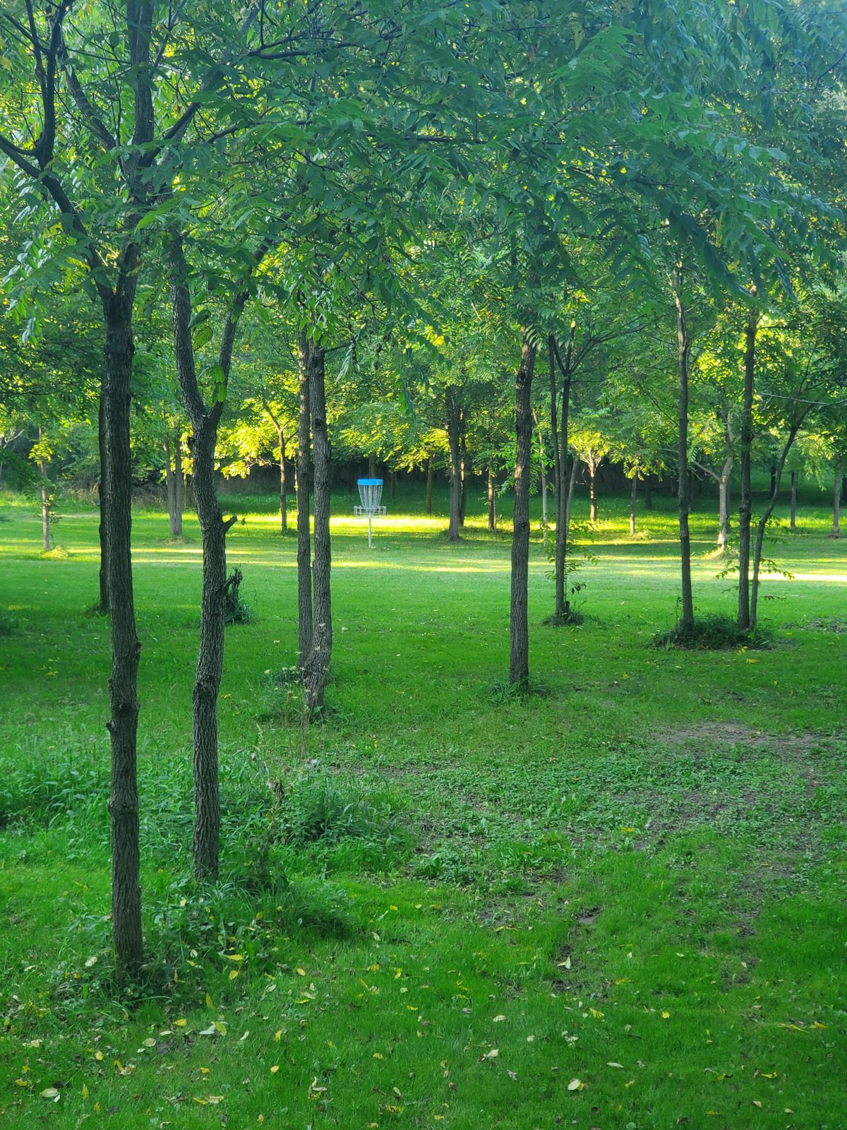 Hole 5 basket