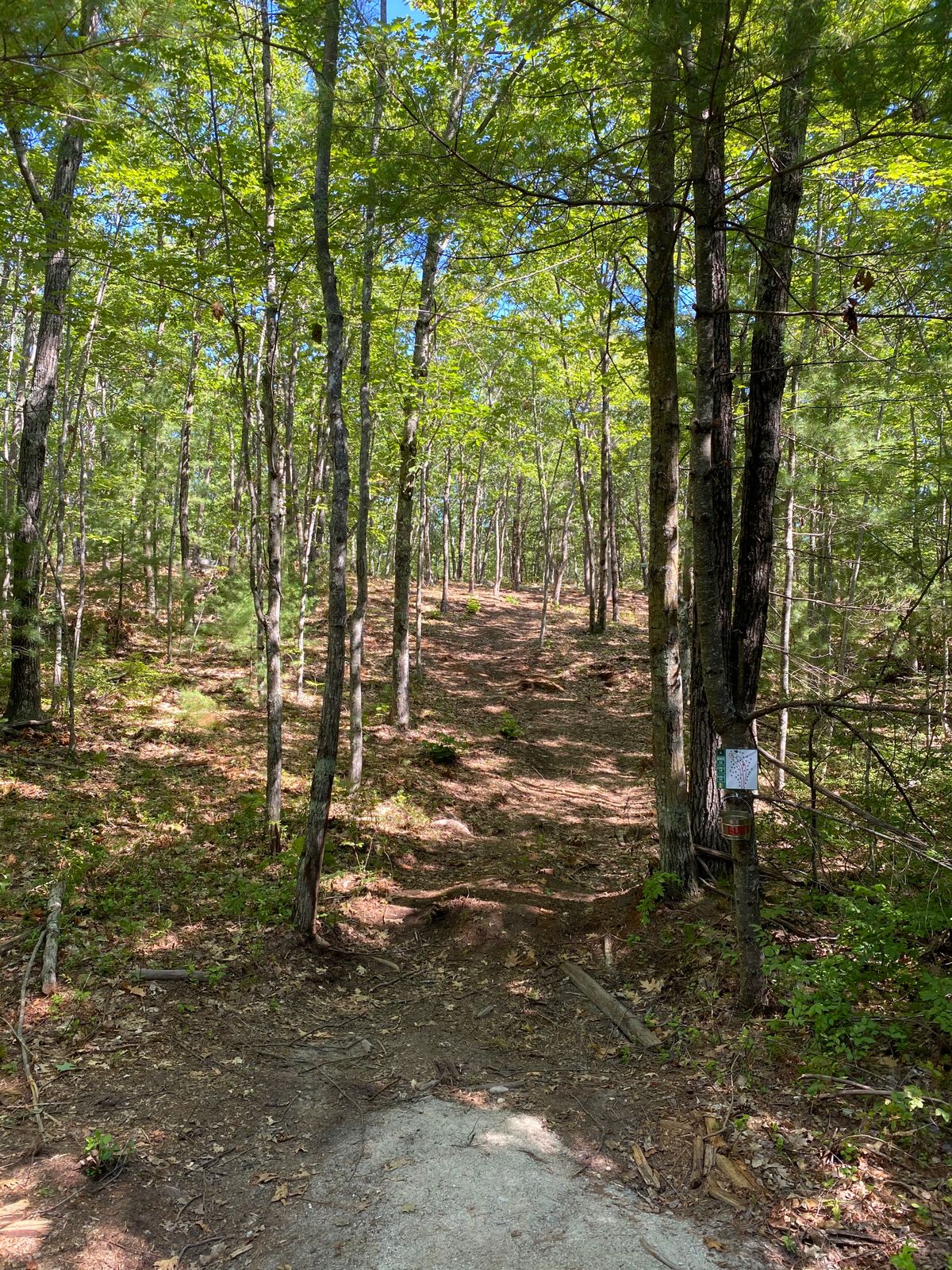 Hole 15. Uphill. Throw straight!