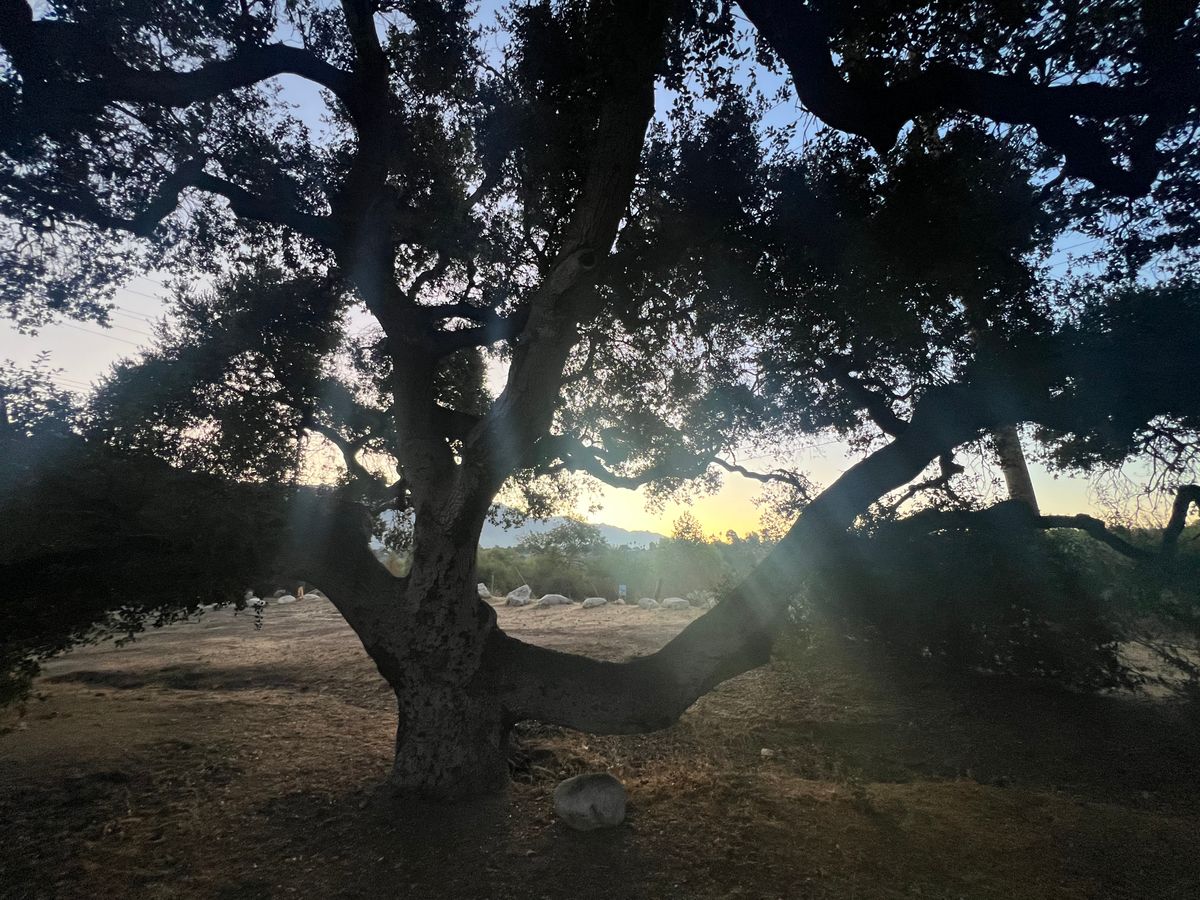 Oak Grove early morning round!