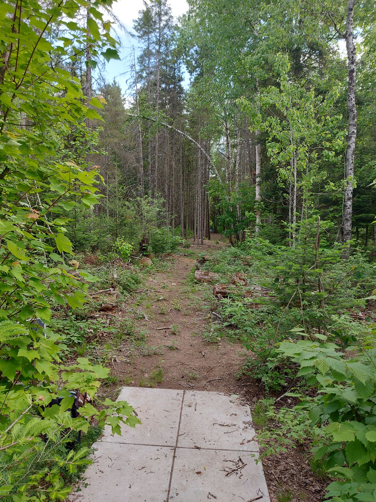 Tee pad 2 🍁🌲🍁🌲🍁🌲