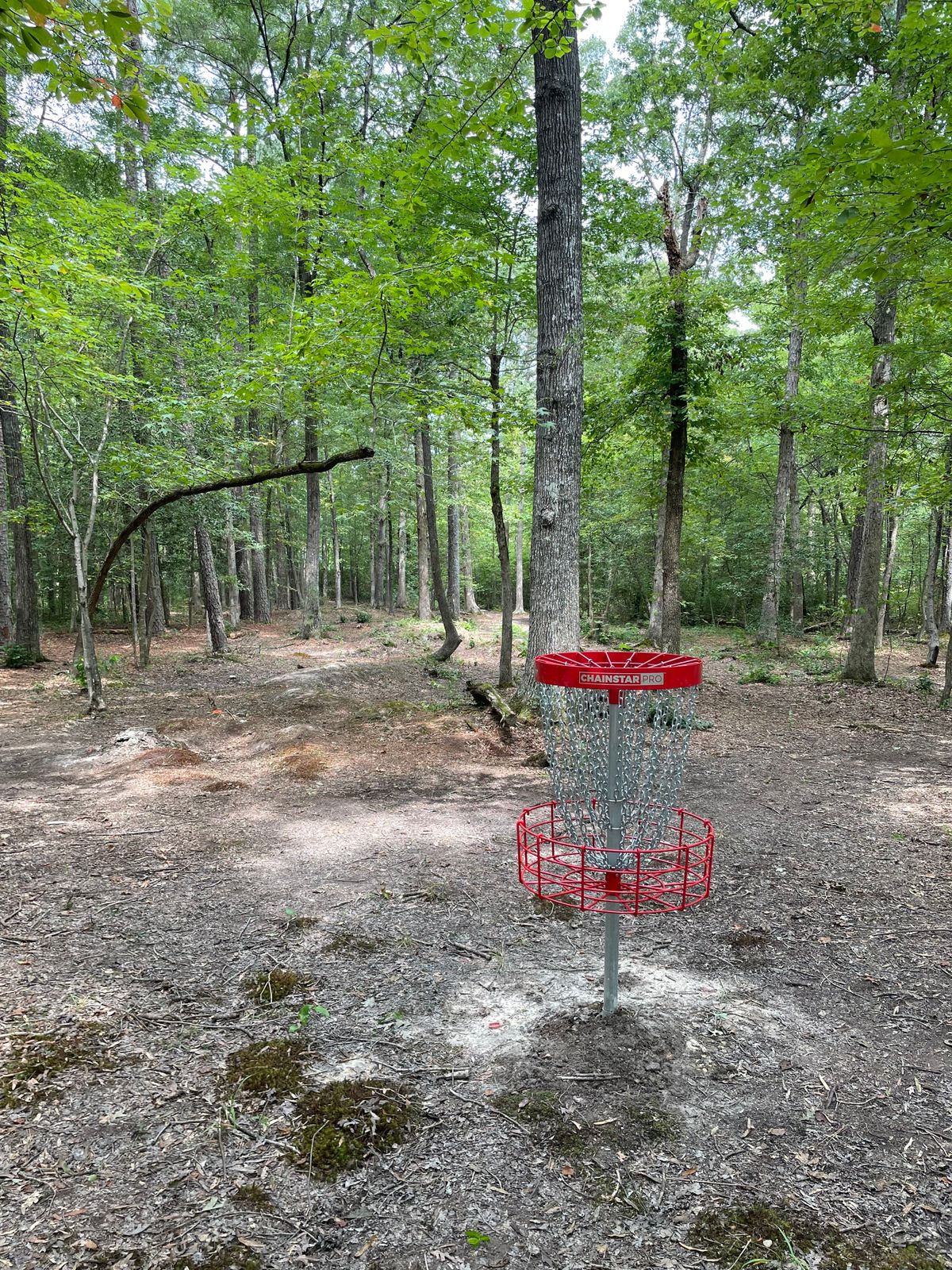 New basket 8 looking back towards teepad