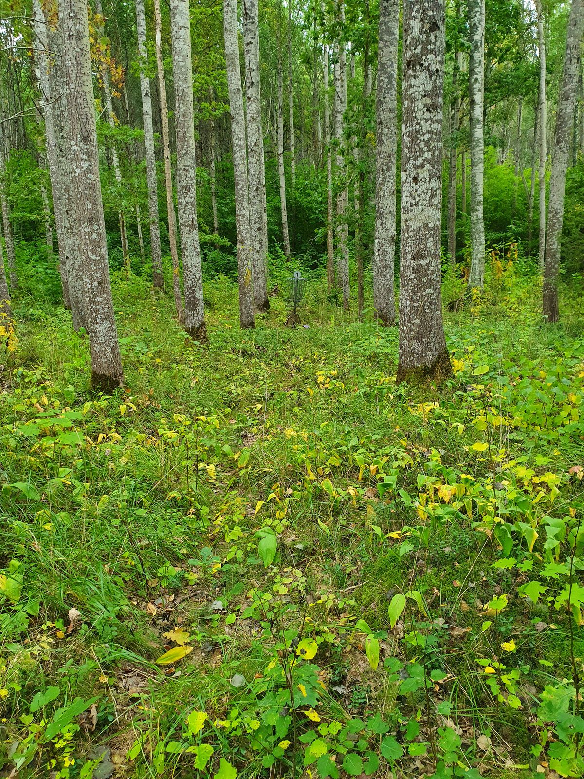 "Fairway" 1.