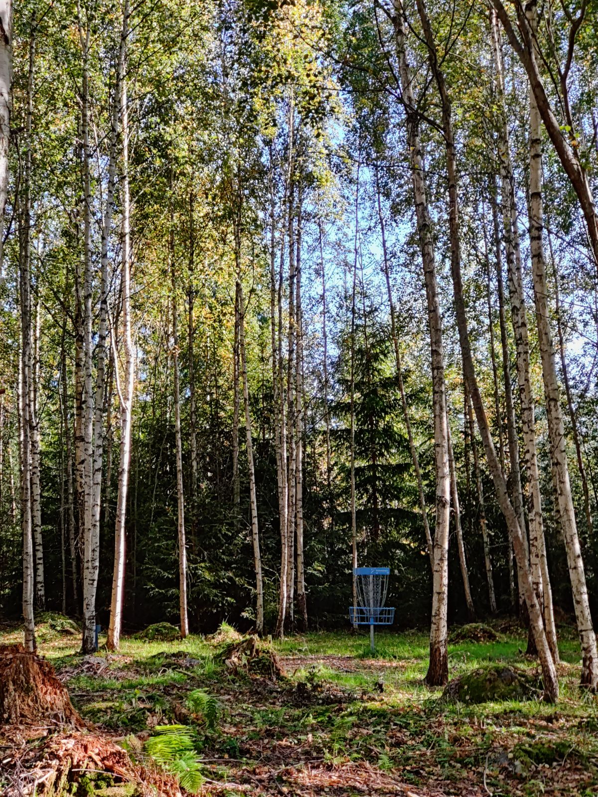 Green hole 11