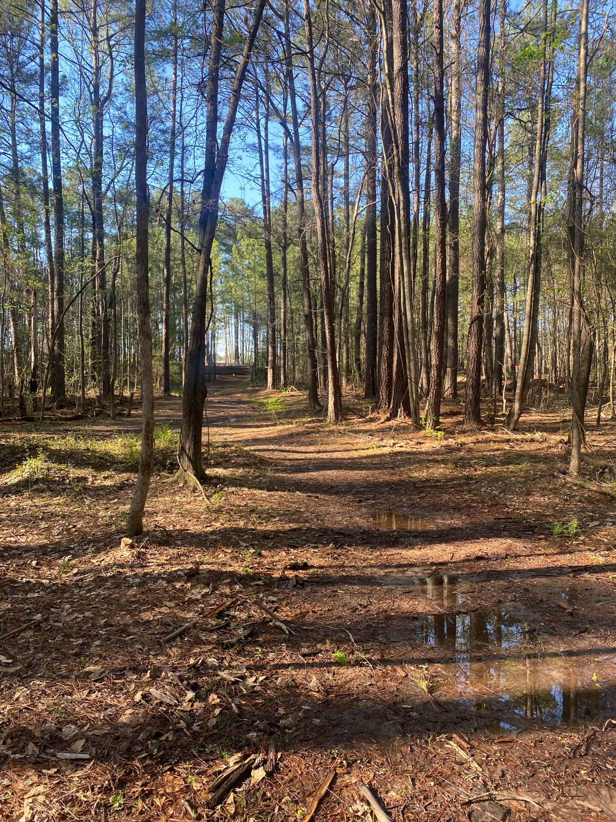 Fairway looking back to pad 8