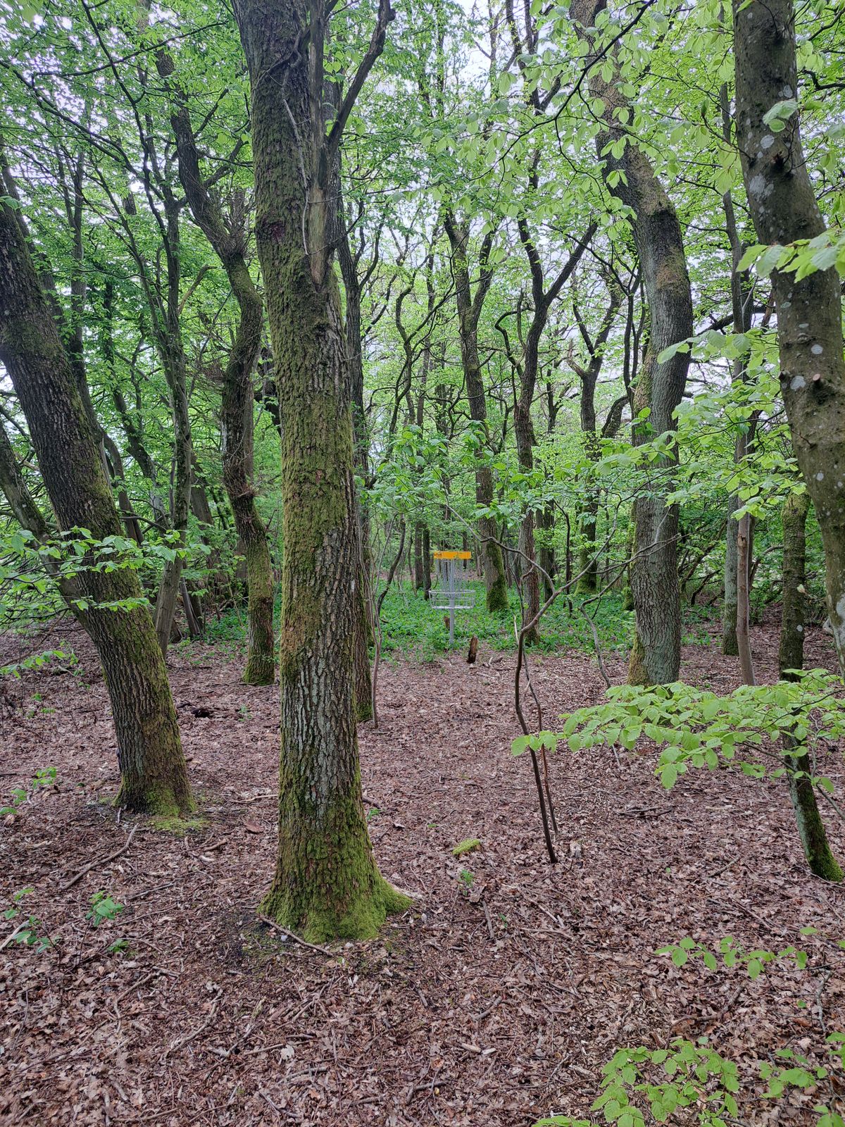 Hole 2 green