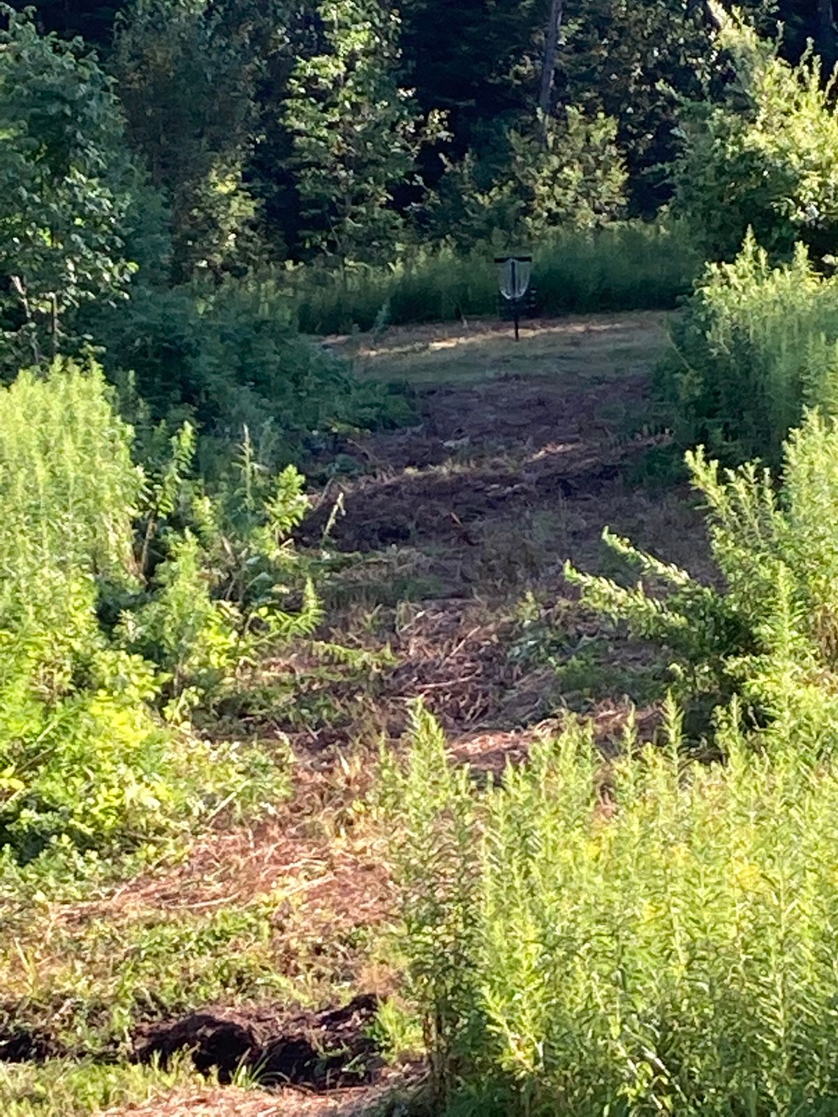 Hole 12 be careful not to miss the fairway here. The weeds on the sides are 4 feet tall.