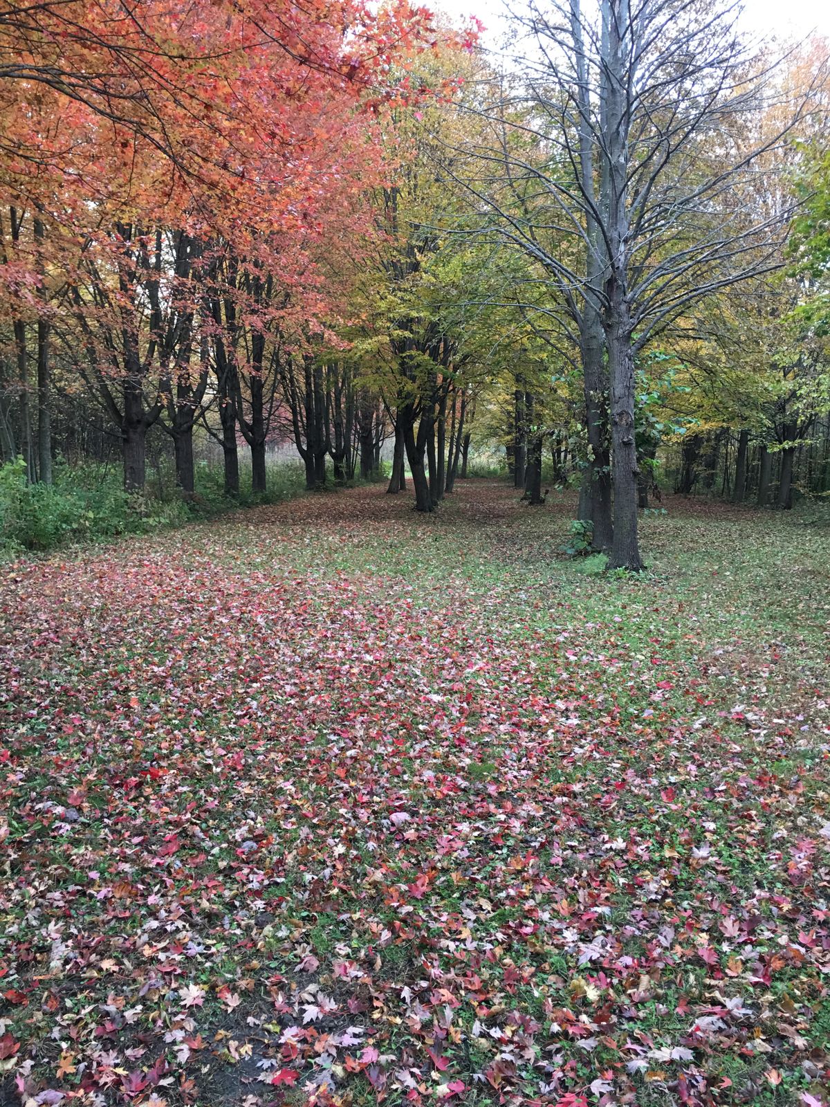 Looking to the tee pad on #4