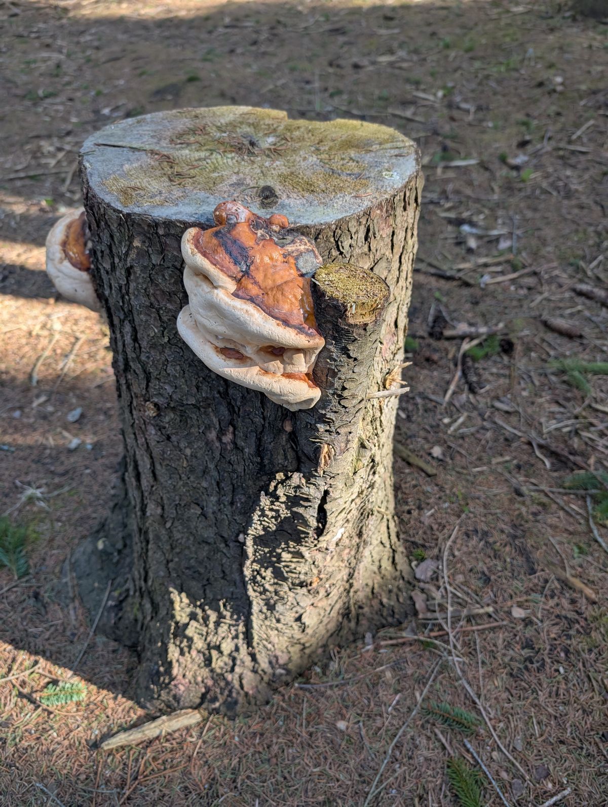 These mushrooms/fungus growing in the trunk of this tree on the 3rd hole.
