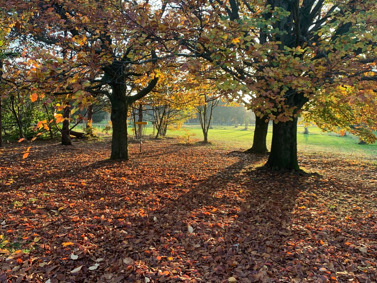 A carpet of beech leaves under the low ceiling at the 13th basket. 