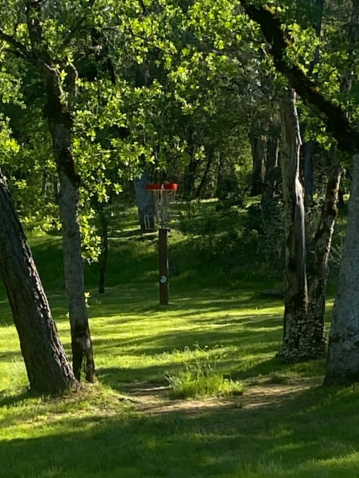 Hole 4 through the trees