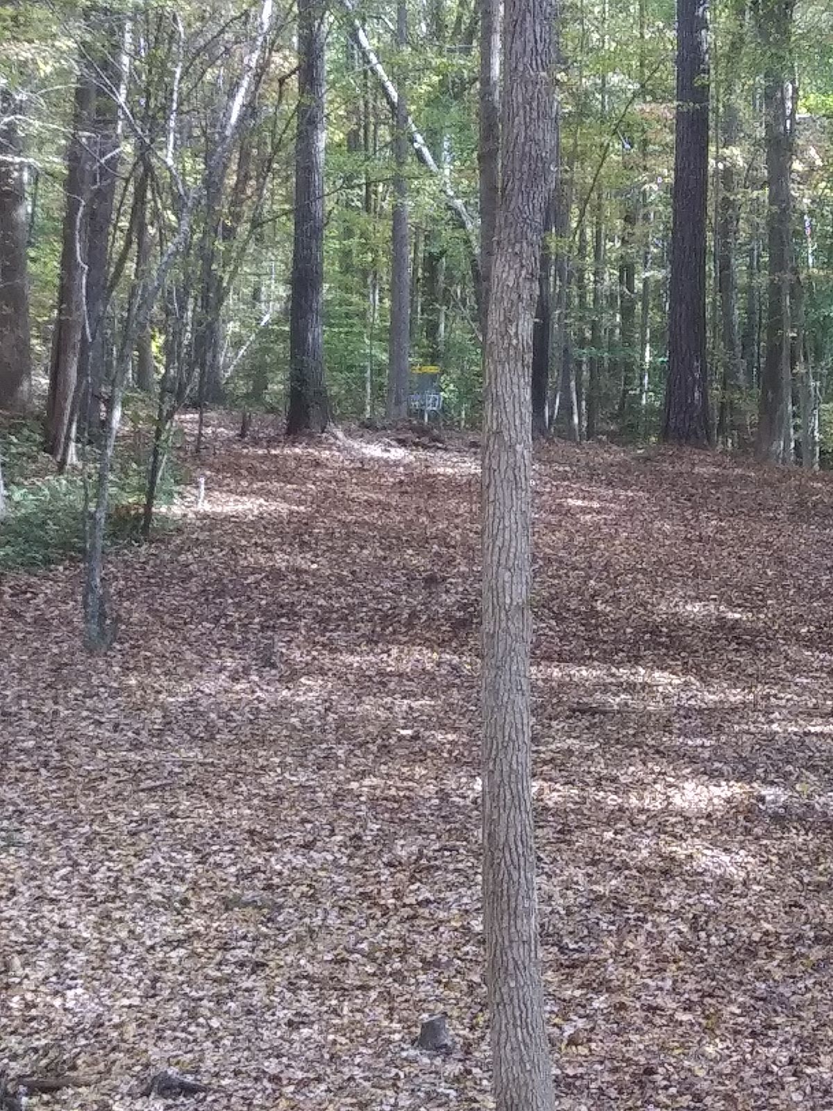 Hole 16 landing area to basket.
