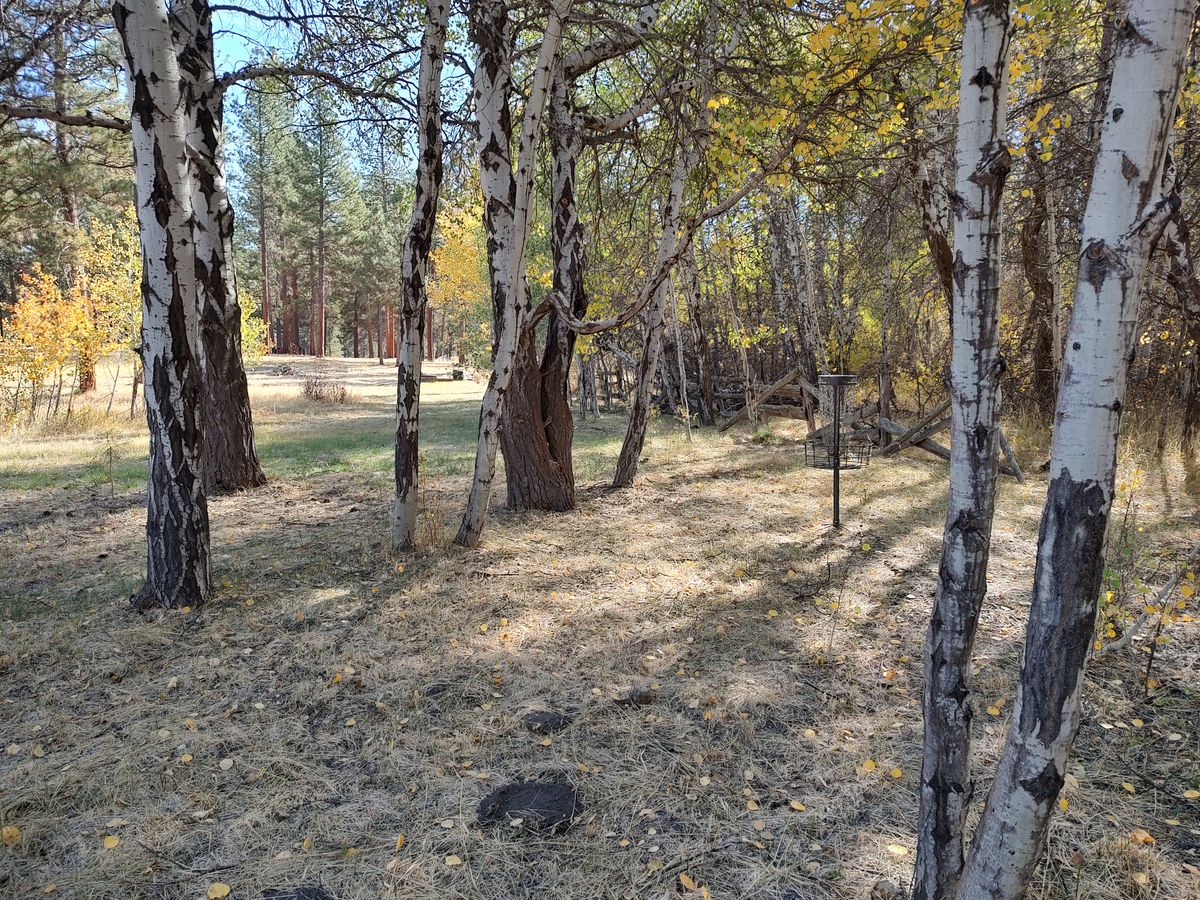 Hole 12 basket, looking back towards Tee.