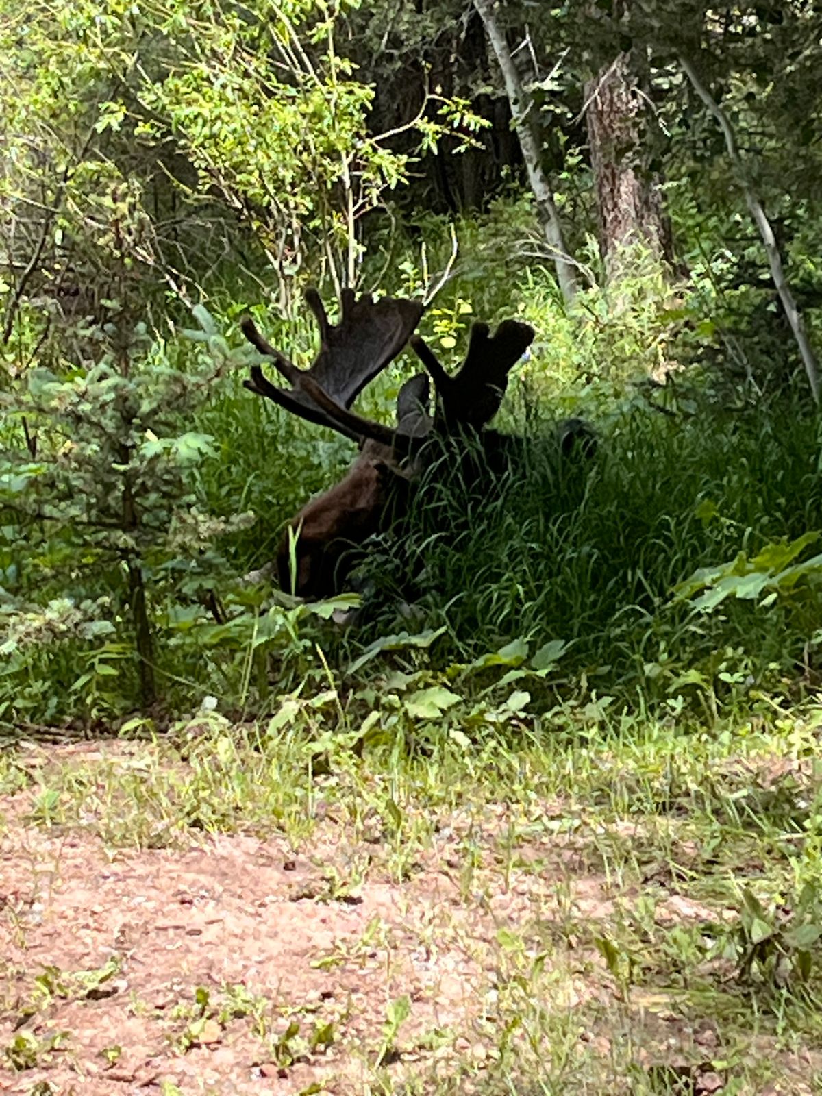 Just a moose chillin