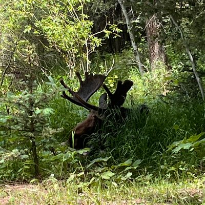Just a moose chillin