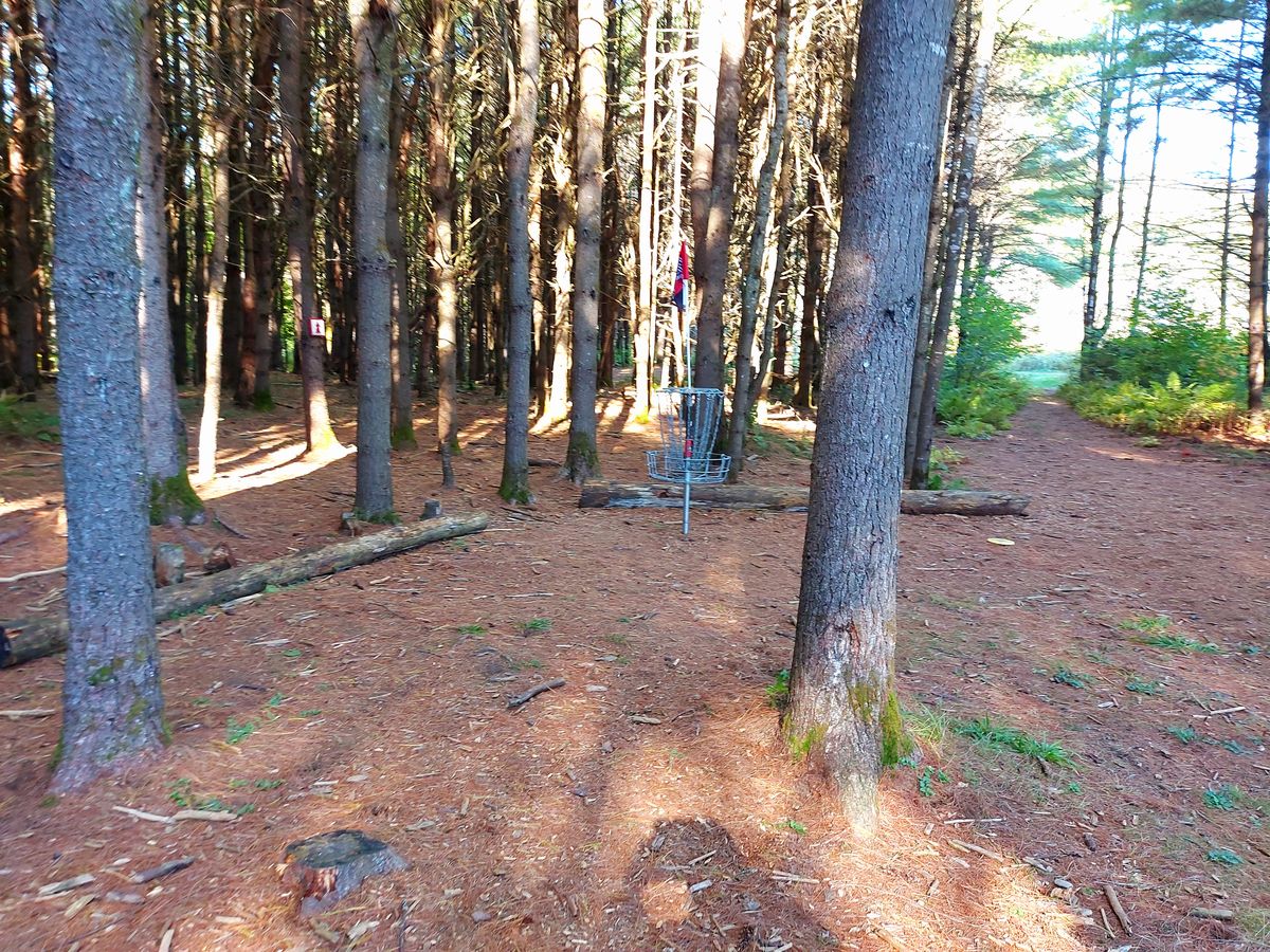Pine 🌲 🌳