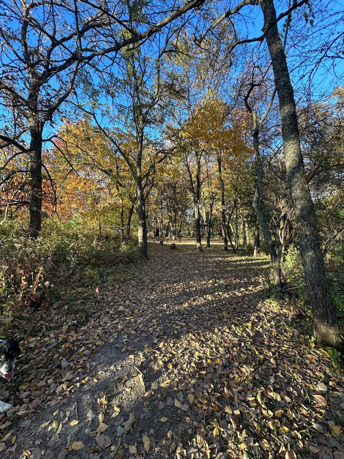Hole 10. Short pin with large guardian trees. Long pin deep left fading line