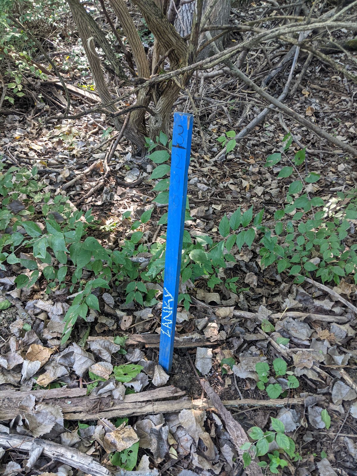 I guess this the the blue tee for hole 3.  I couldn't find the red tee.